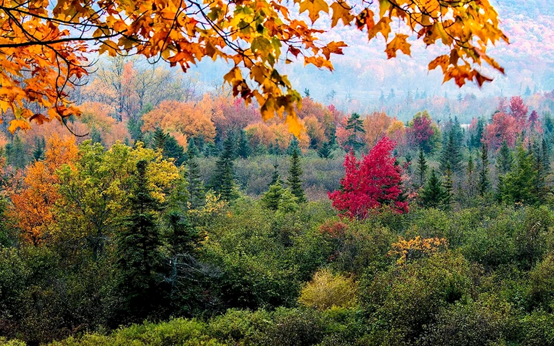 Осенний лес