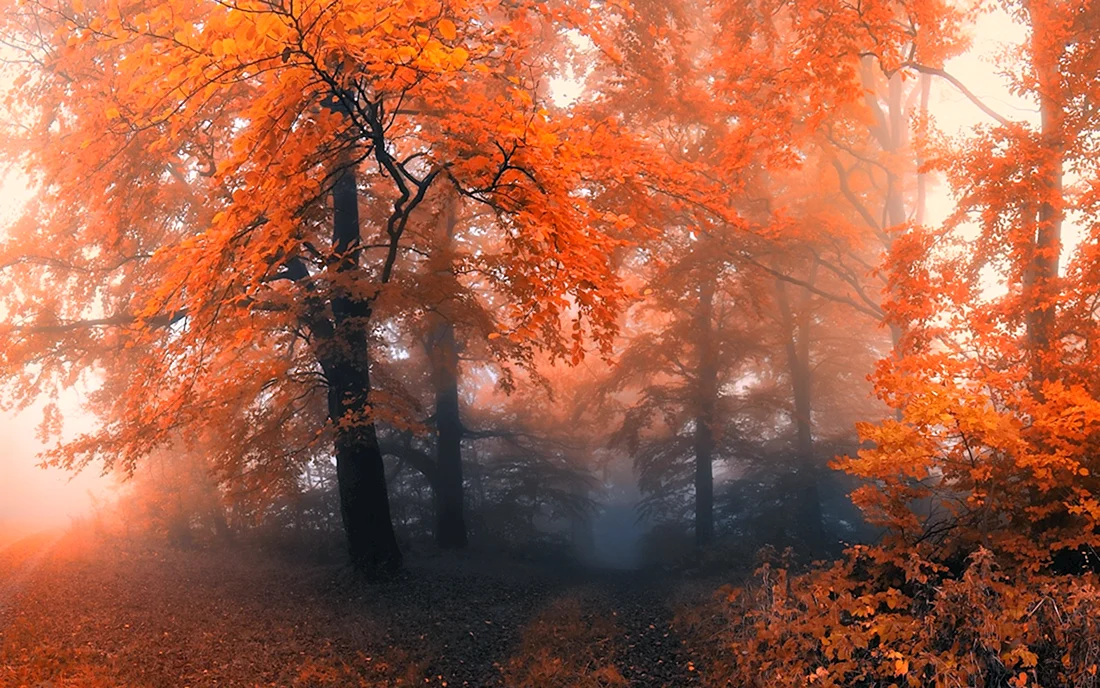 Осенний лес