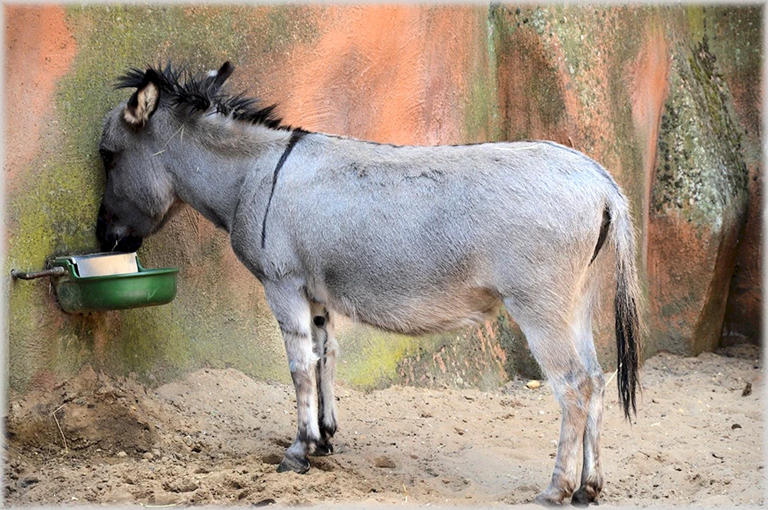 Ослы ишаки мулы