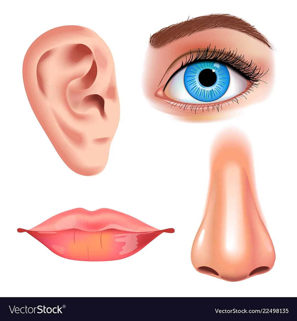 Отдельные части лица