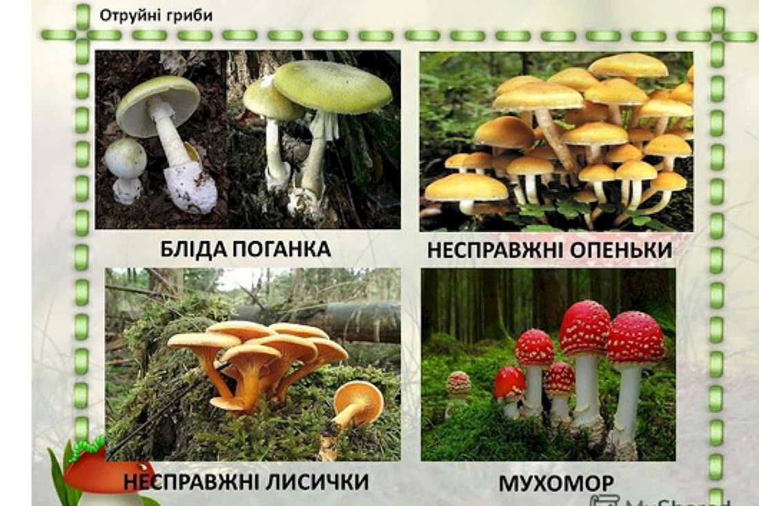 Отруйні гриби