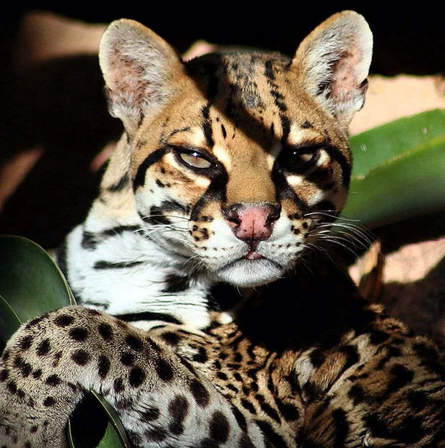 Оцелот leopardus pardalis