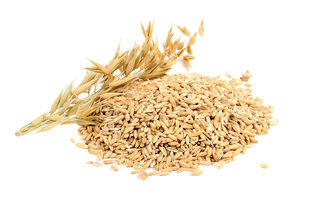 Овёс посевной Avena Sativa l.