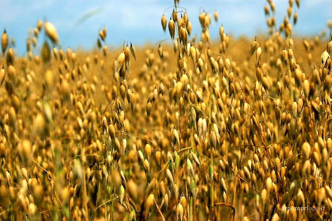 Овёс посевной Avena Sativa l.