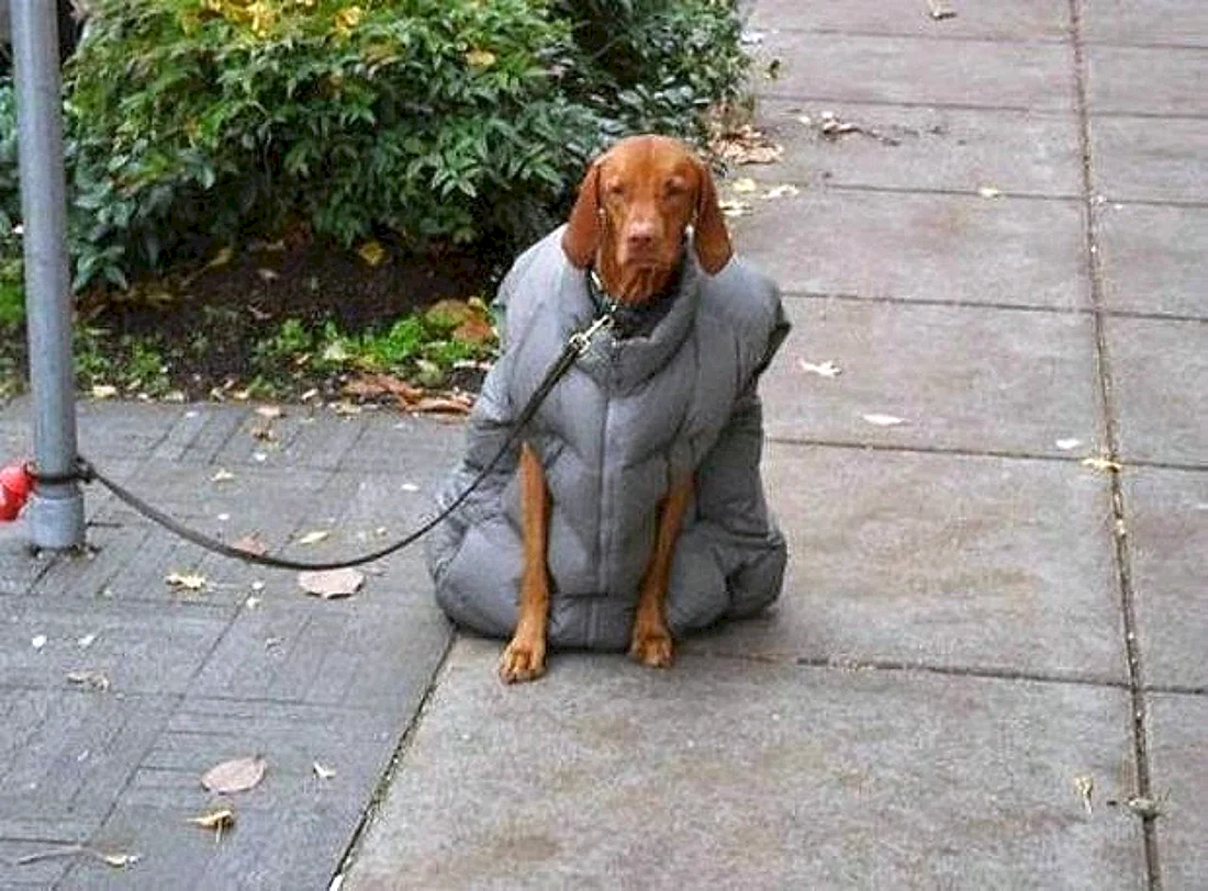 Пальто и собака