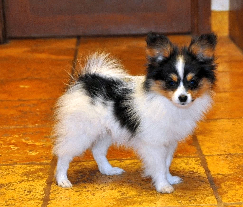 Папильон