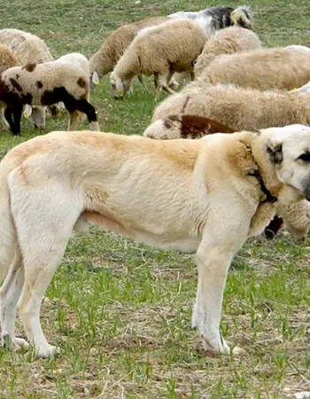 Пастушья собака кангал
