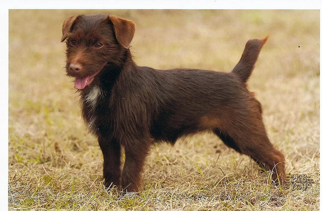 Паттердейл