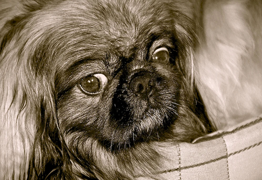 Пекинес