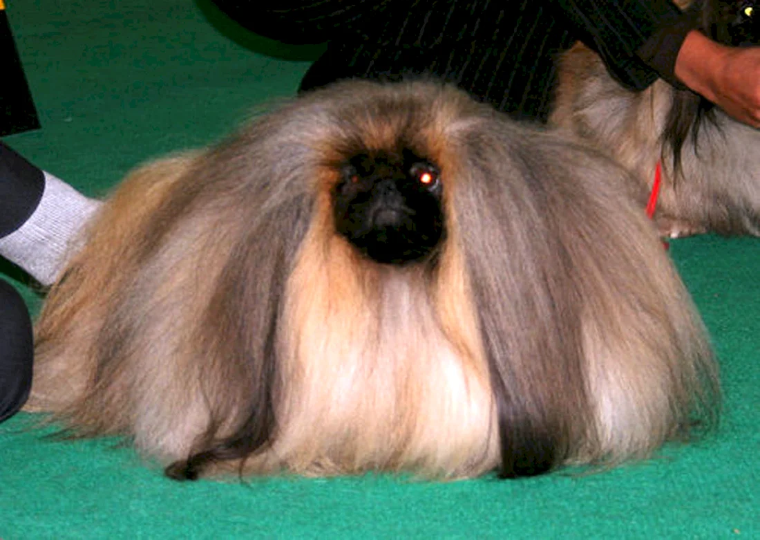 Пекинес
