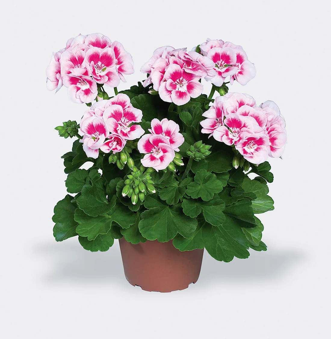 Пеларгония Pac Flower Fairy White Splash