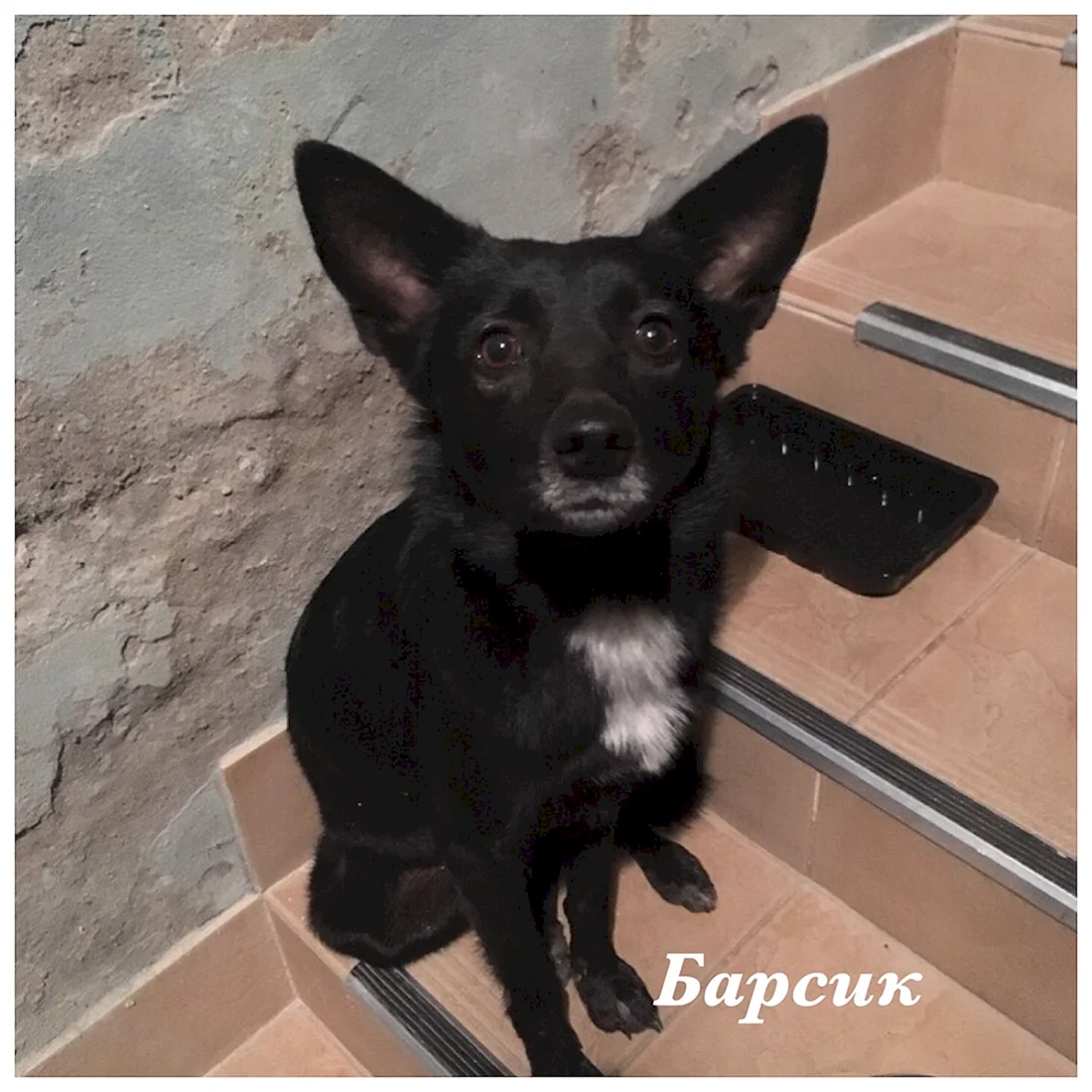 Пес Барсик