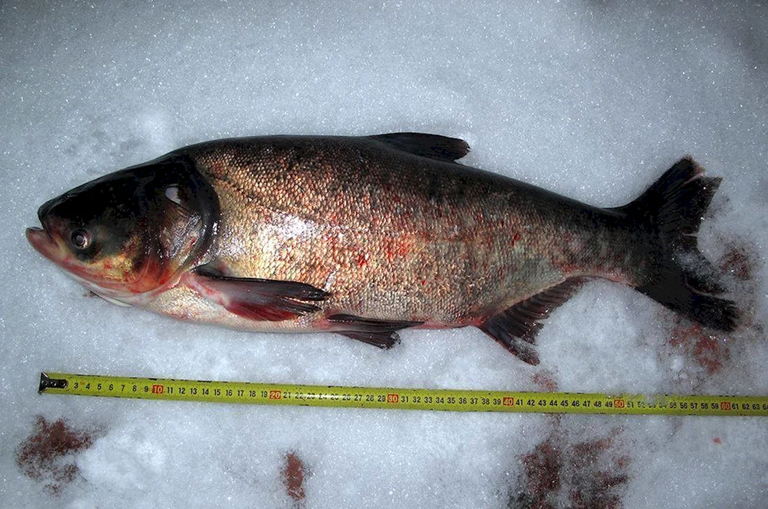 Пёстрый толстолобик Aristichthys Nobilis