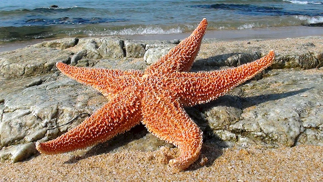 Пятиконечная морская звезда