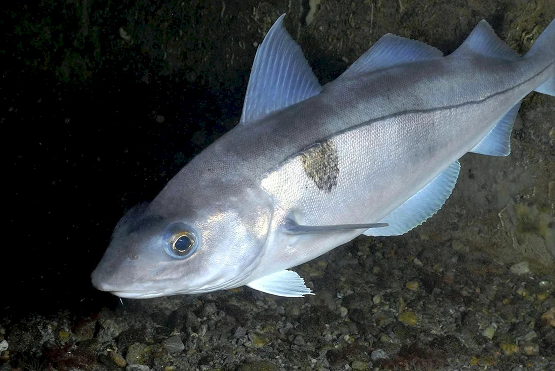 Пикша Melanogrammus aeglefinus