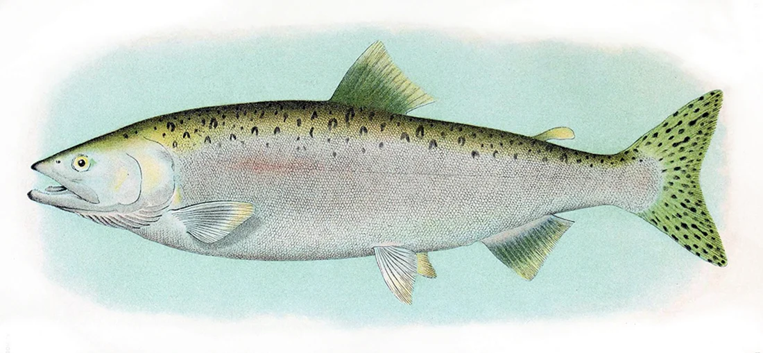 Pink Salmon горбуша - Oncorhynchus gorbuscha