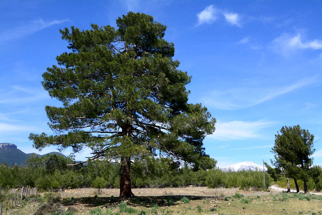 Pinus brutia