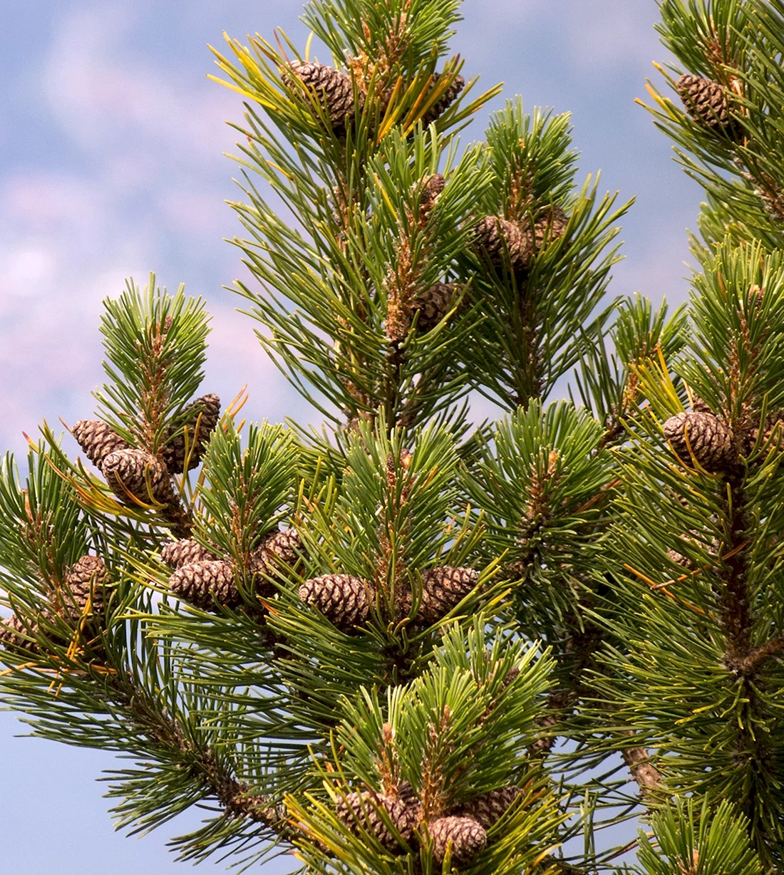 Pinus Sylvestris