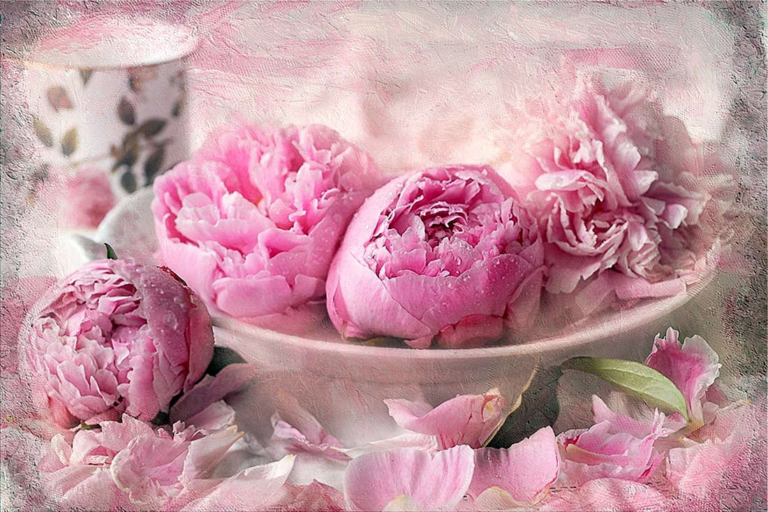 Пиони Пинк Peony