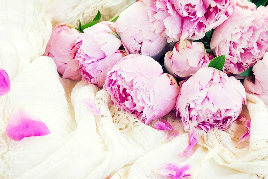 Пиони Пинк Peony Pink
