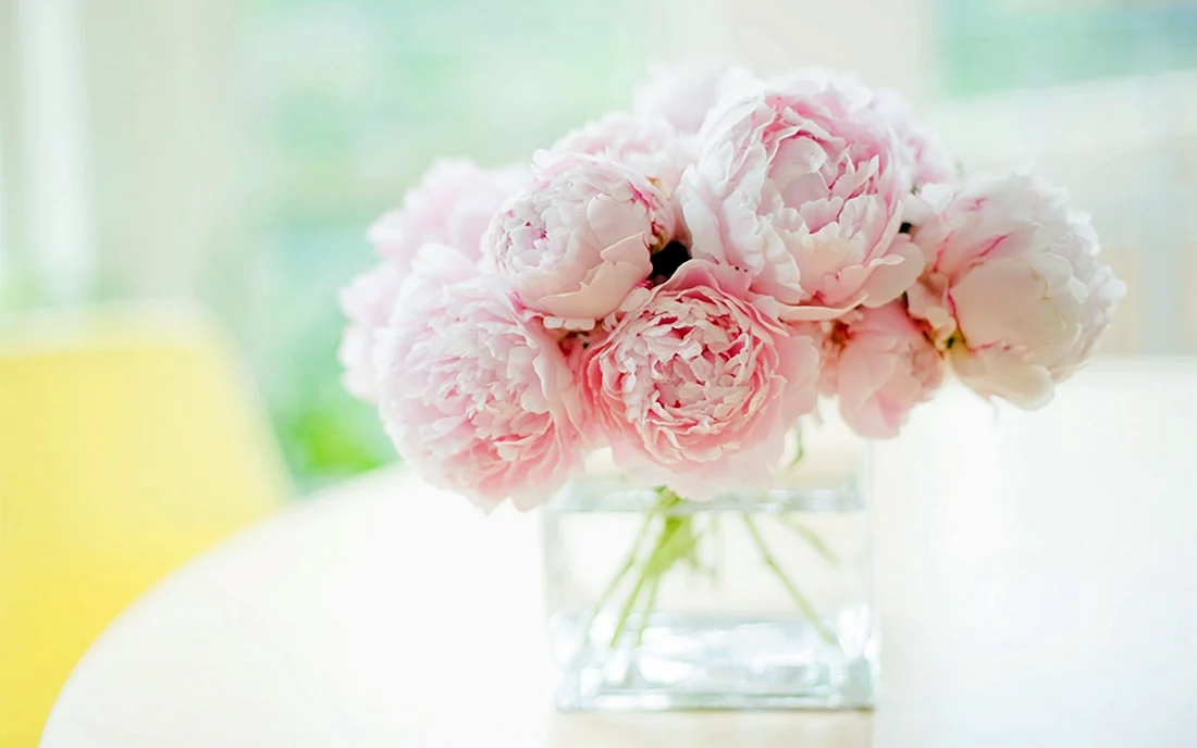 Пиони Пинк Peony Pink