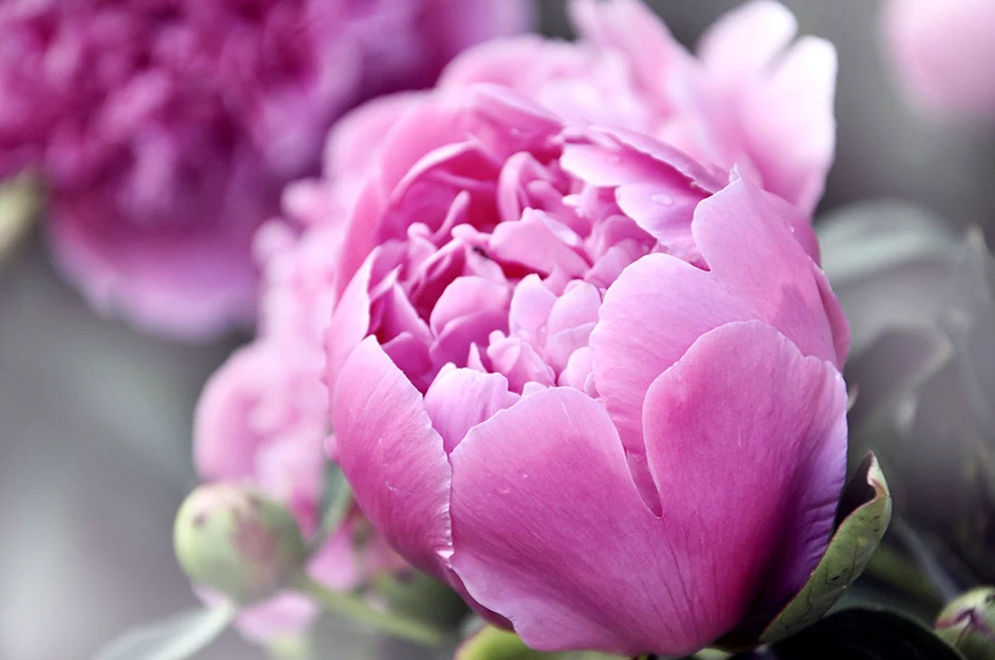 Пиони Пинк Peony Pink