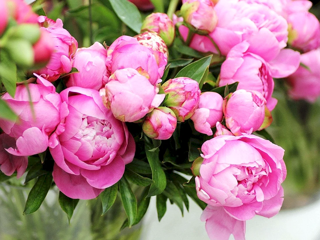 Пиони Пинк Peony Pink