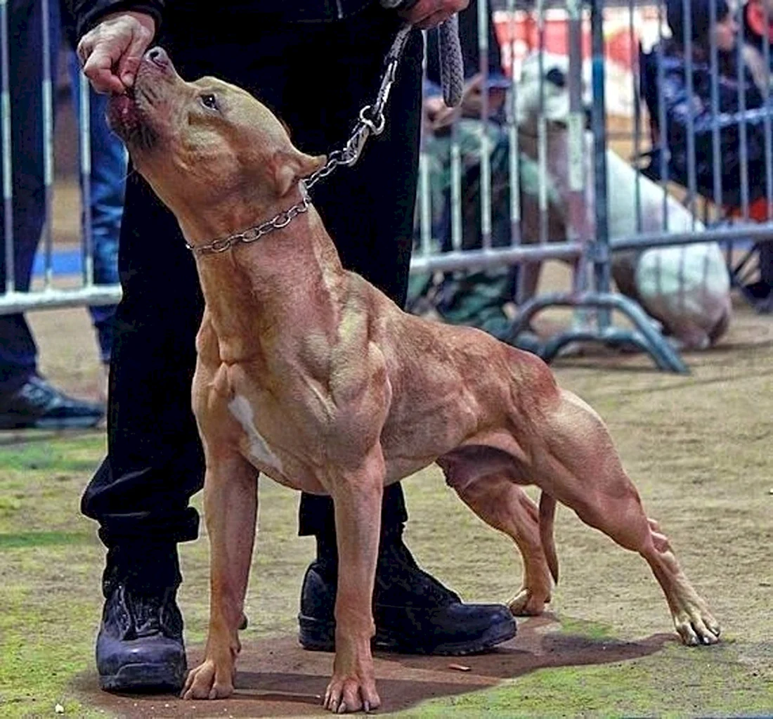 Питбуль АПБТ