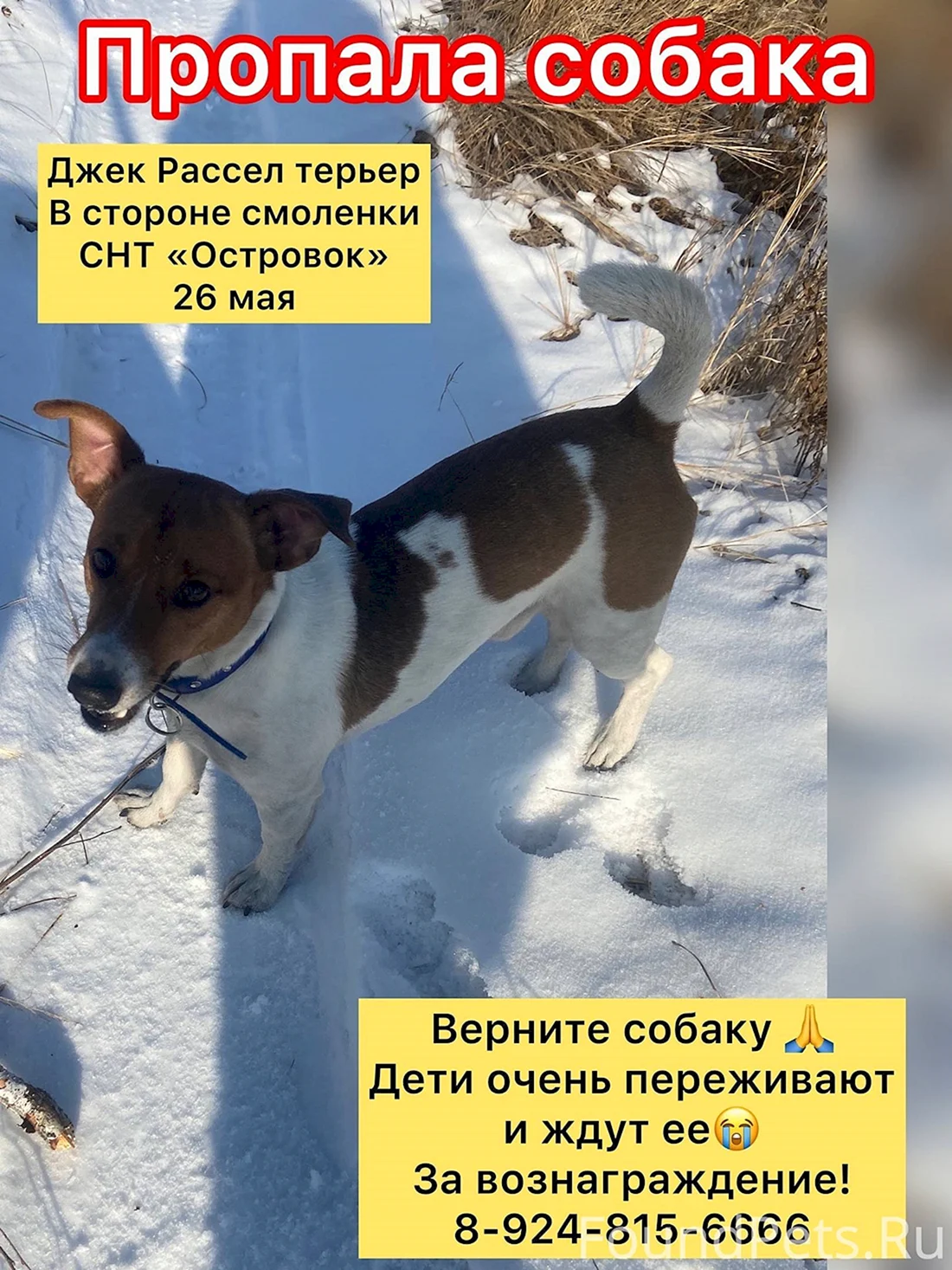 По статистике жизнь бездомных животных