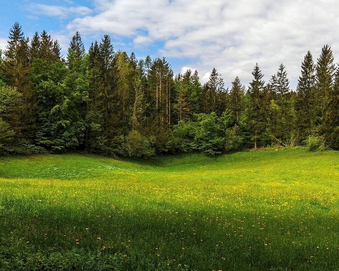 Лесная поляна картинка (44 фото)