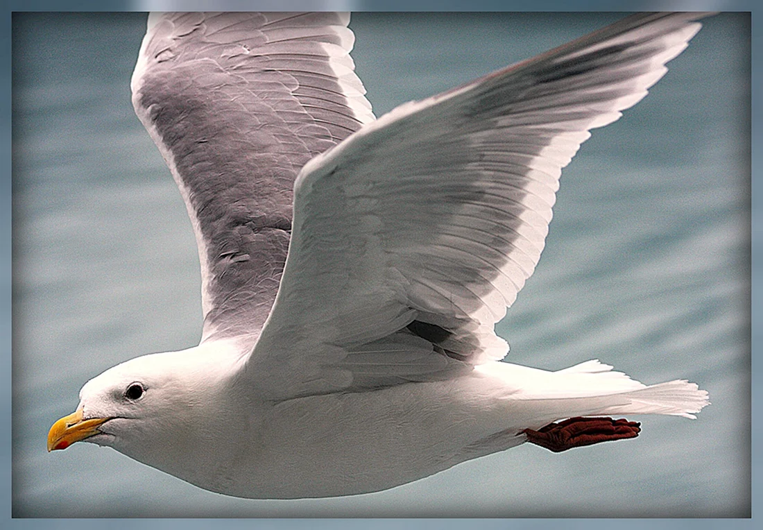 Полярная Чайка