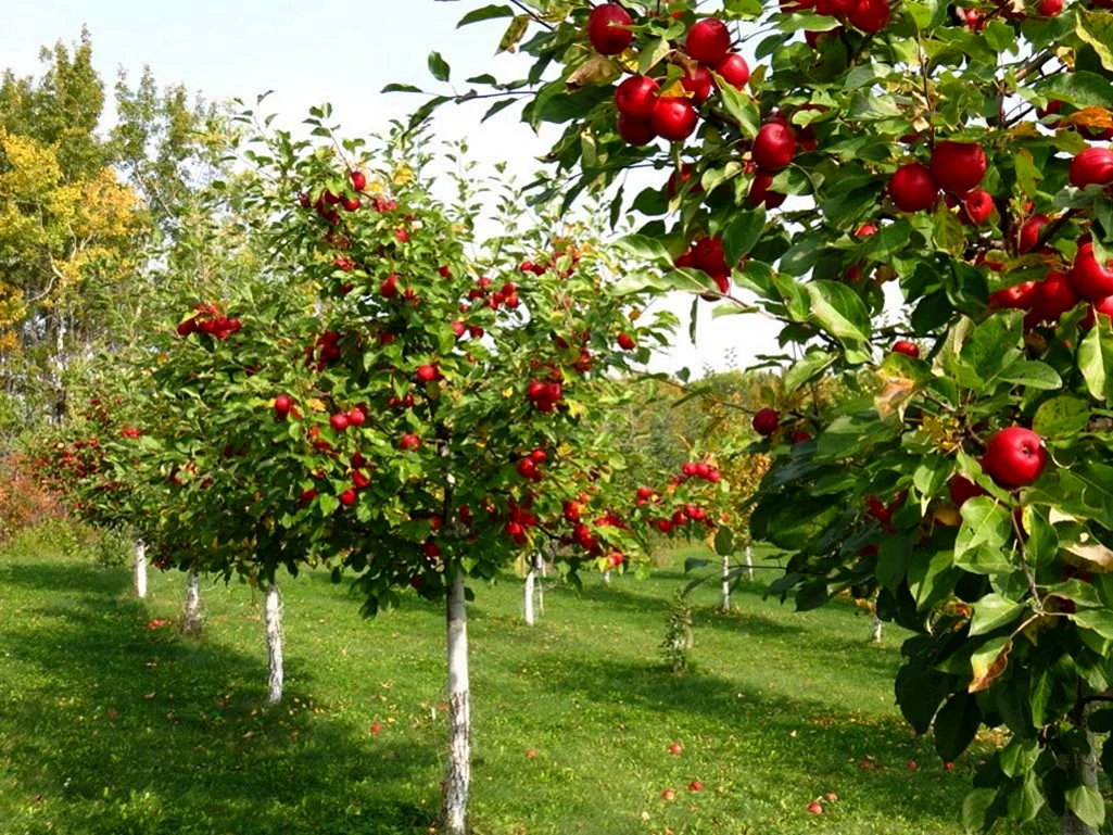 Полукарликовые яблони