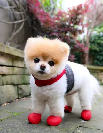 Померанский шпиц Boo