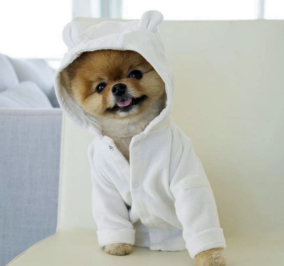 Померанский шпиц jiffpom