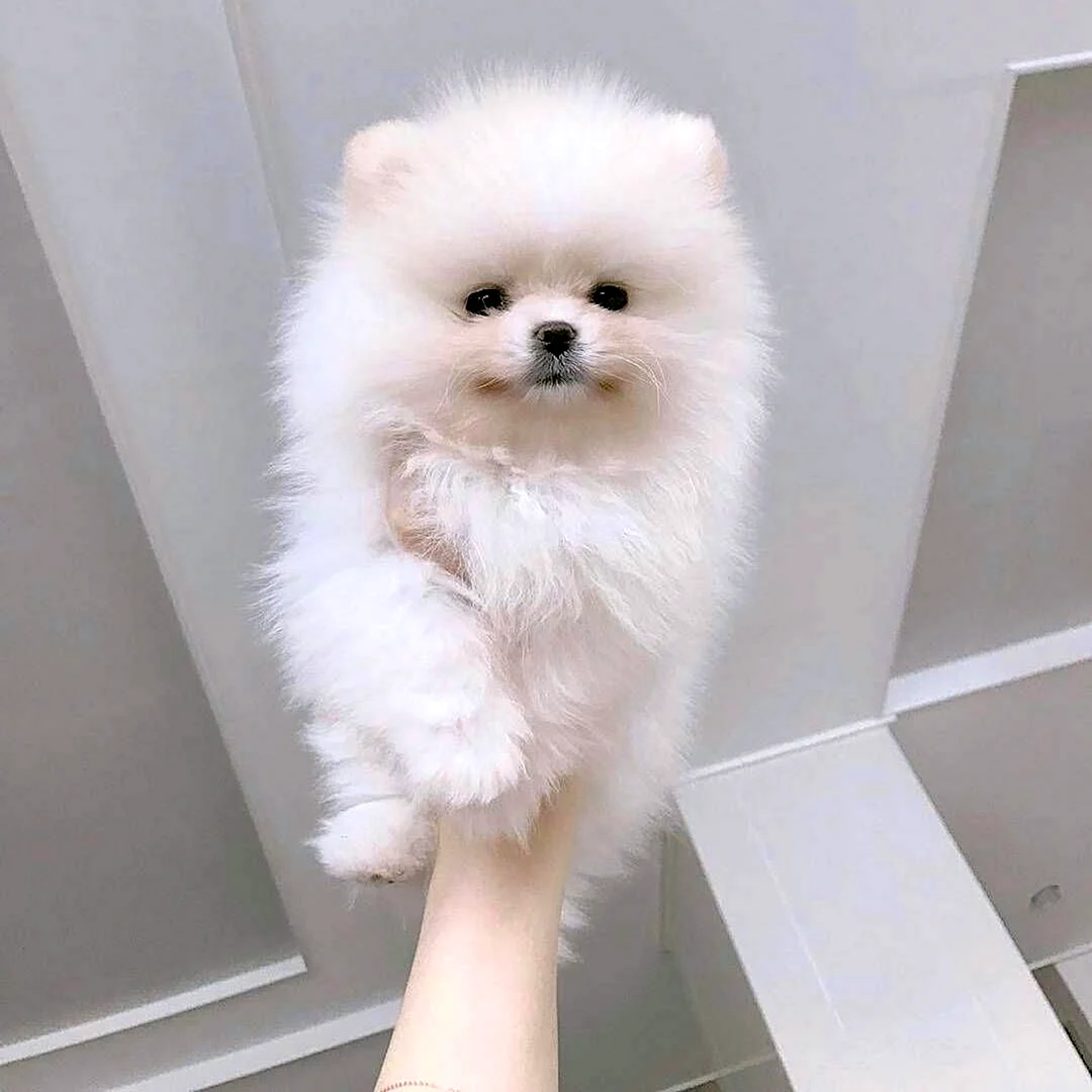 Померанский шпиц Teacup.