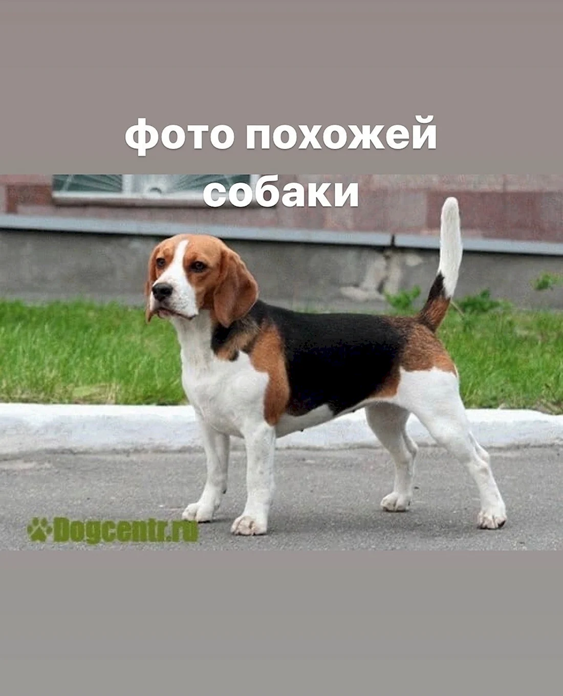 Порода Бигль