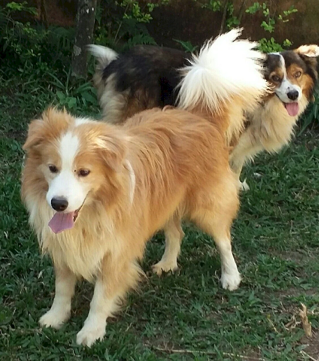 Порода колли