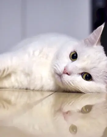 Порода кошек альбинос