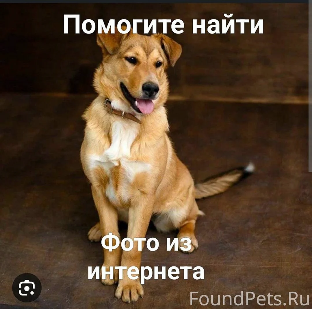 Порода собак двортерьер