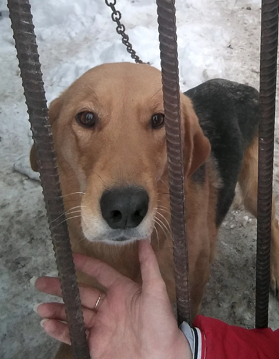 Приют Атлант во Владимире