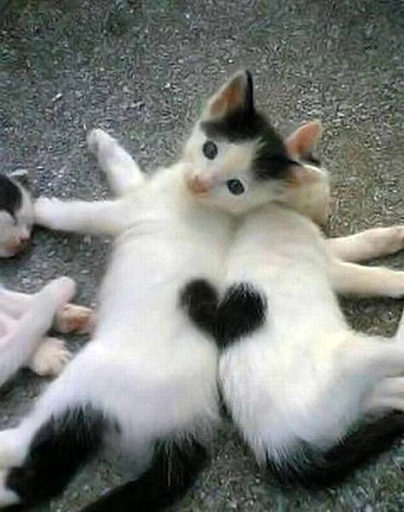 Прикольные котята