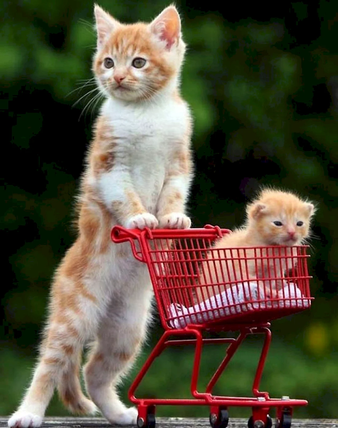Прикольные котята