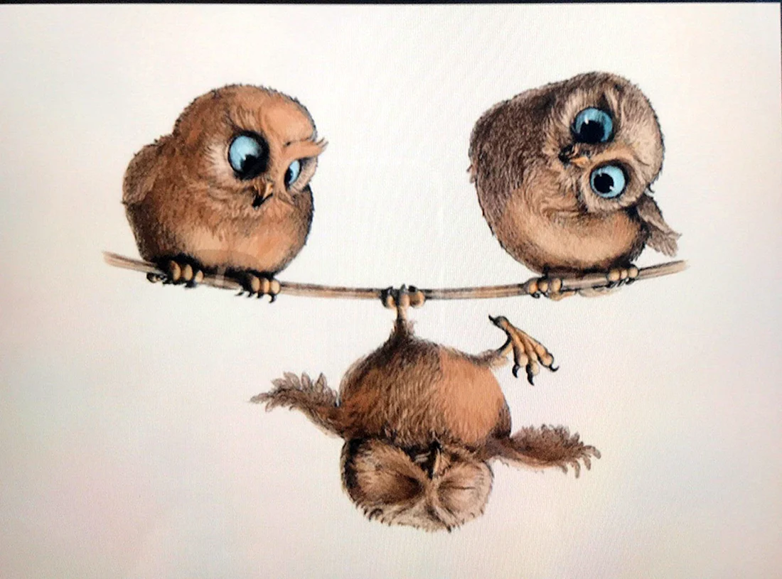 Прикольные Совы
