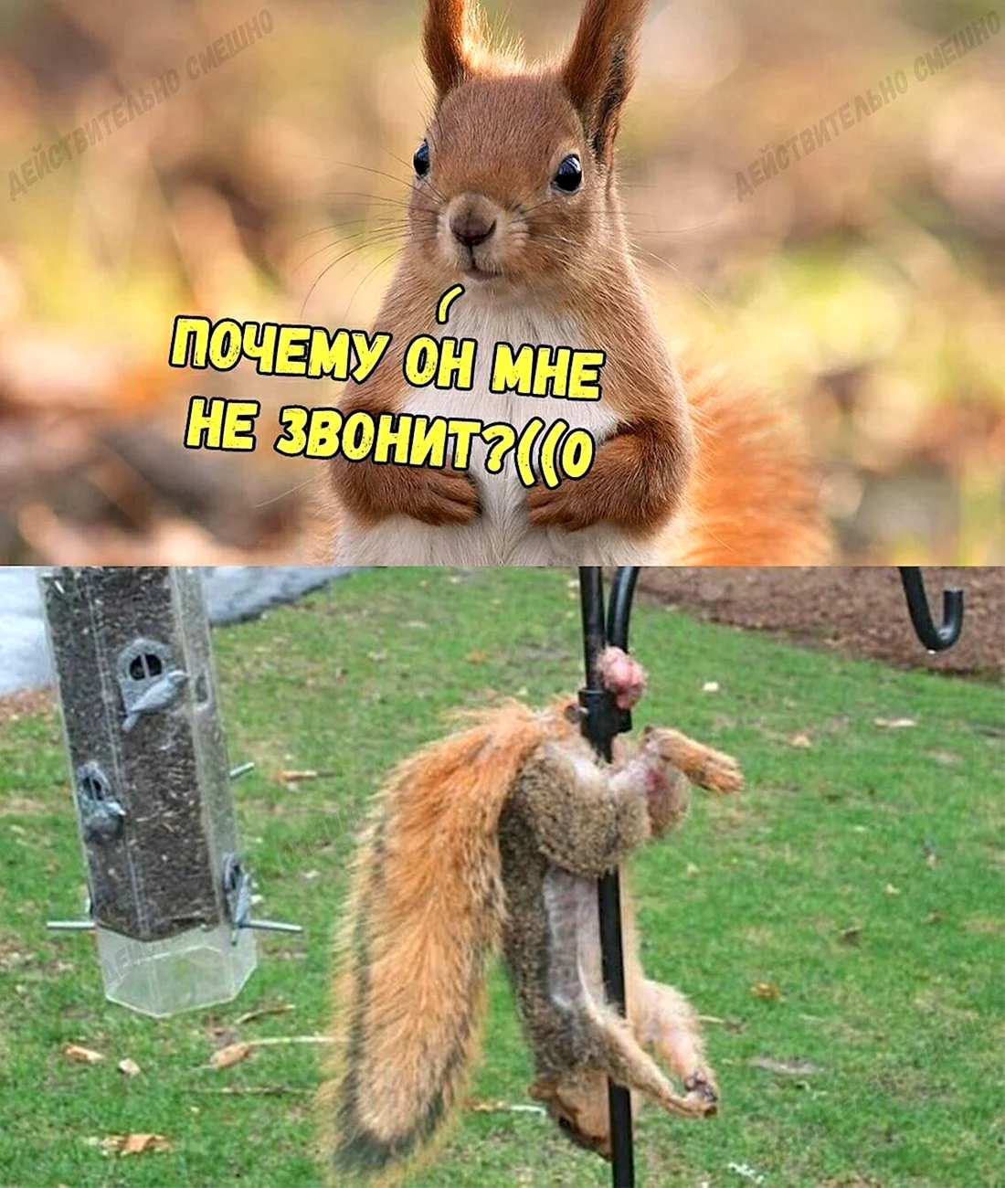 Приколы для поднятия настроения