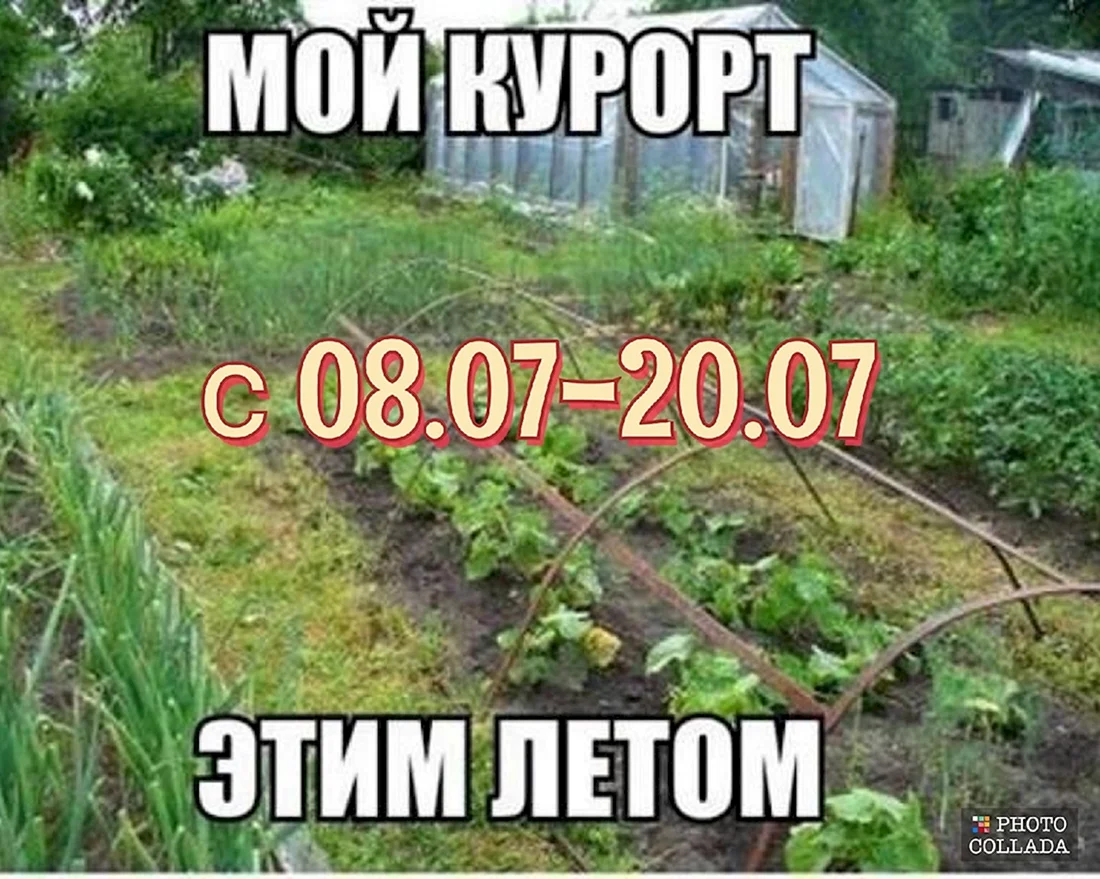 Приколы про дачу