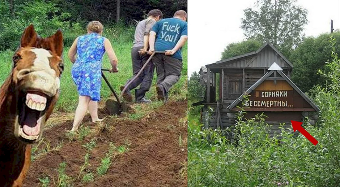 Приколы про дачу