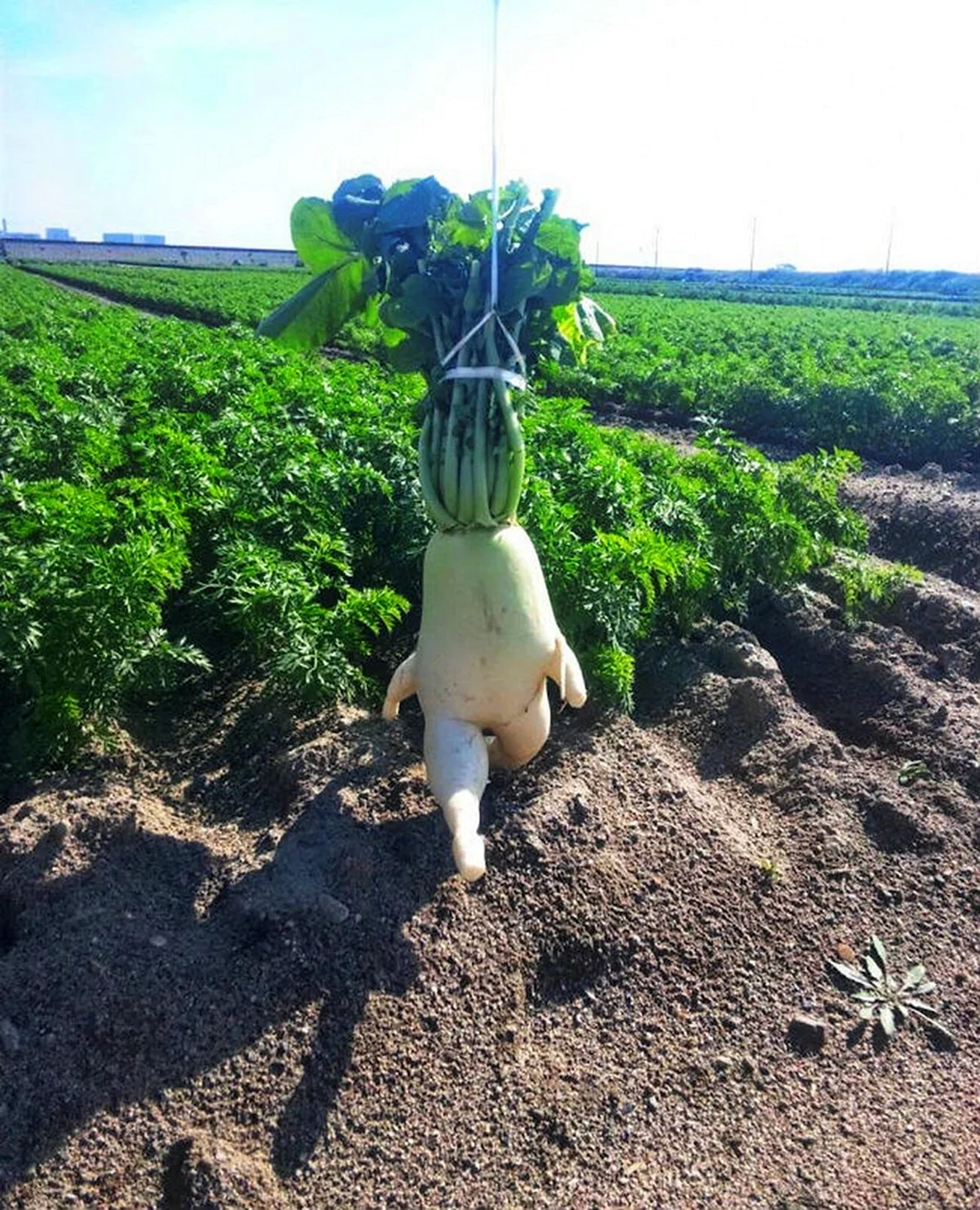 Приколы про огород