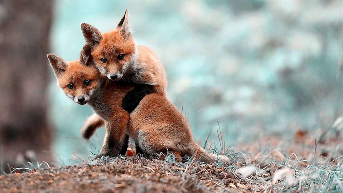 Природа и животные
