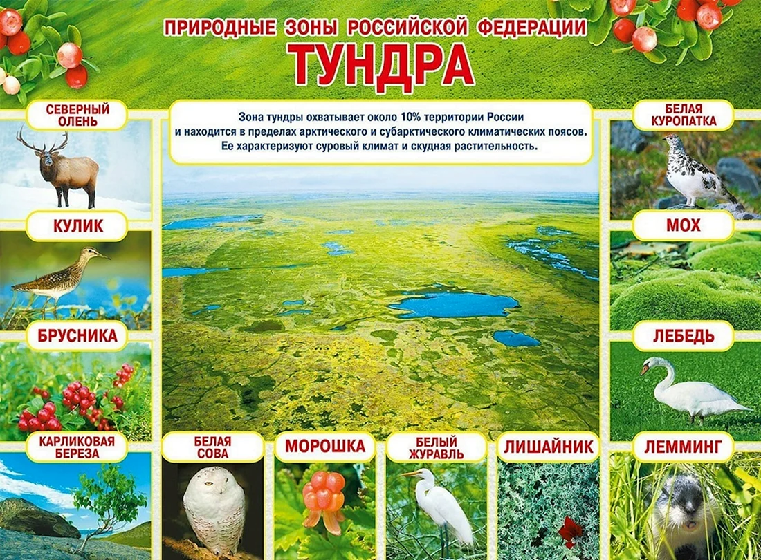 Природные зоны Российской Федерации тундра