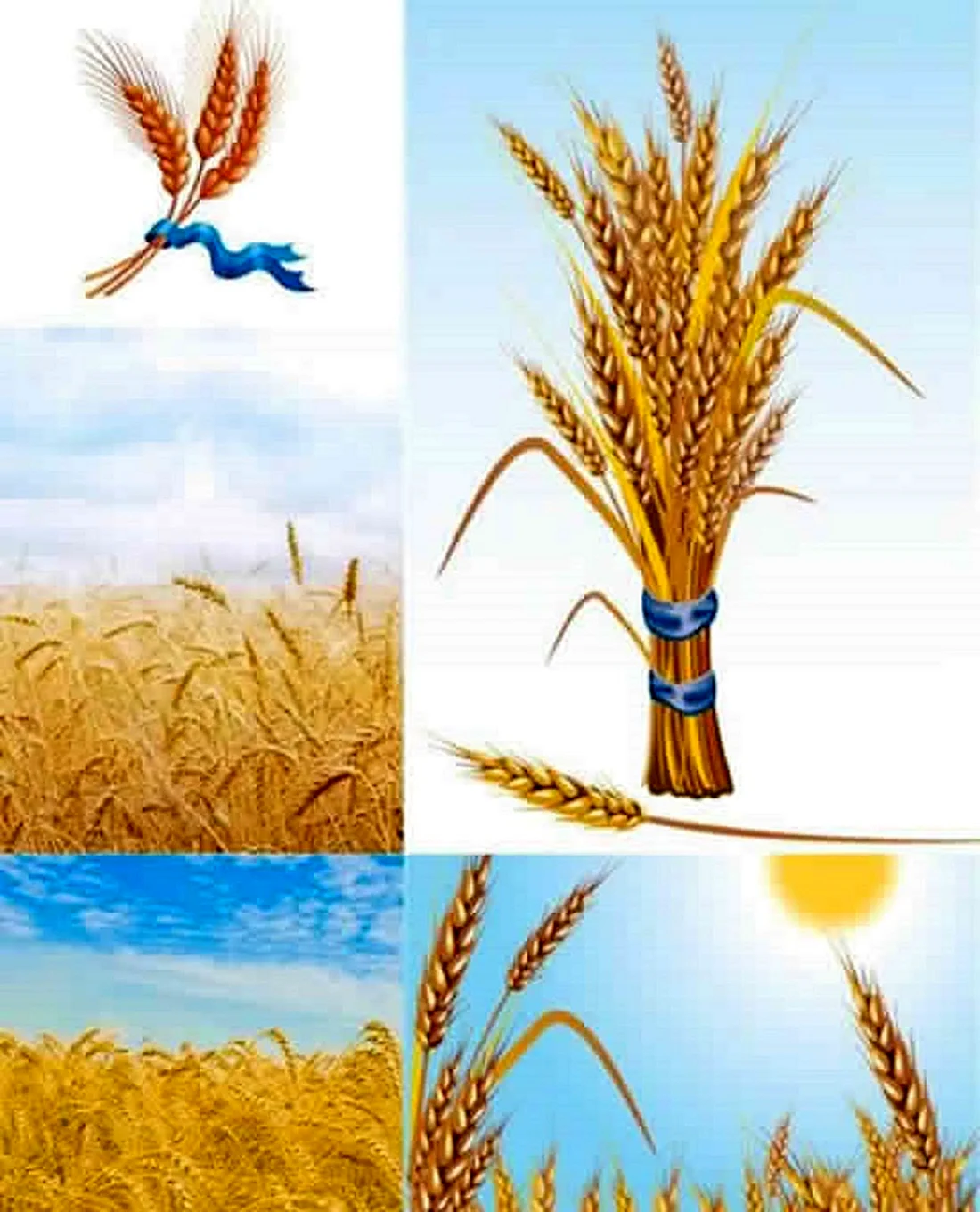 Пшеница